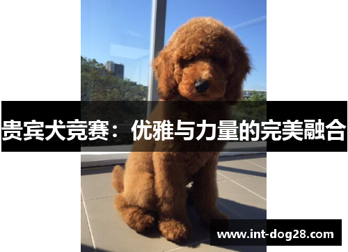 贵宾犬竞赛：优雅与力量的完美融合